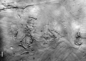 Wieslochia fossil Wieslochia.jpg