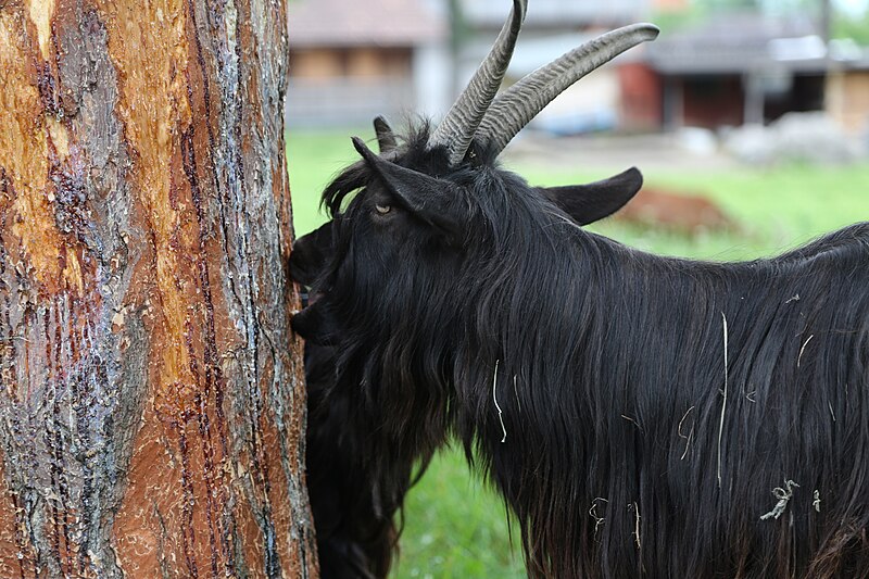 File:Wikiolo in Liechtenstein (519).jpg