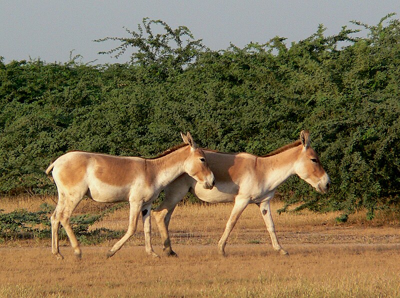 File:Wild ass india.jpg