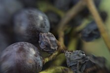 A desirable enzymatic browning reaction is involved in the process of grapes becoming raisins.