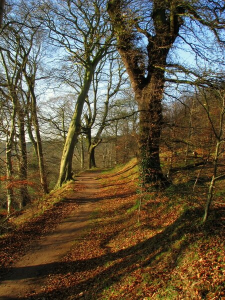 File:Woodland, Barnetts Demesne - geograph.org.uk - 1116959.jpg