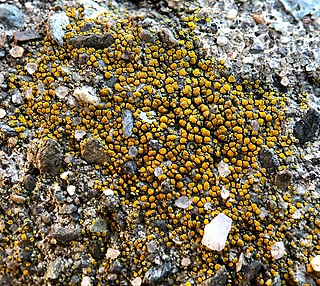 <i>Xanthocarpia feracissima</i> Species of lichen