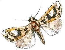 Xenotrachea albidisca