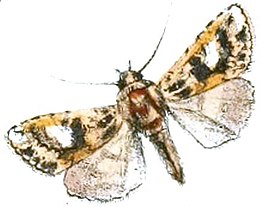 Xenotrachea albidisca