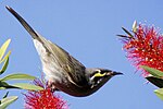 Yellow-faced Honeyeater callistemon.jpg