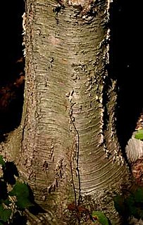 <span class="mw-page-title-main">Trunk (botany)</span> Main wooden axis of a tree