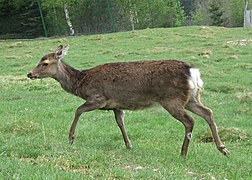 Sikahirsch, Weibchen