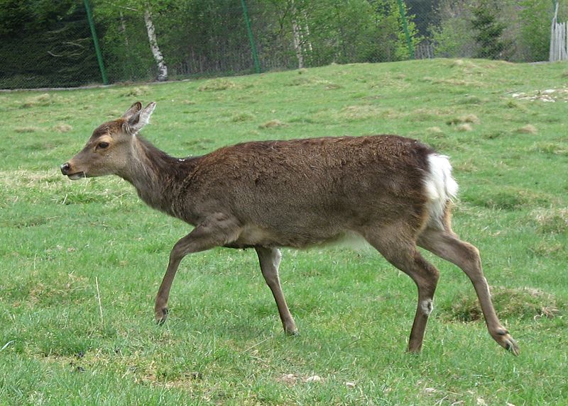 File:Young Cervus nippon by Line1.jpg