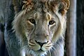 Young Male Asiatic Lion.jpg