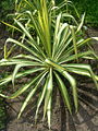 Yucca filifera