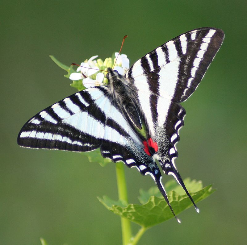 zebra swallowtail caterpillar