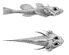 Zesticelus bathybius.