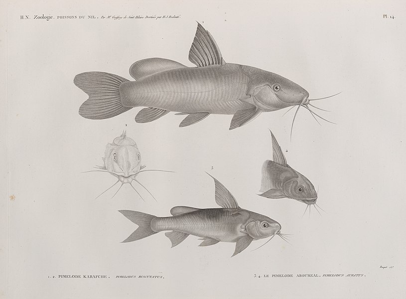 Pl.14 - 1.2. Pimelode karafche (Pimelodus biscutatus) 3.4. Le Pimelode aboureal (Pimelodus auratus)