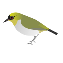 The Togian white-eye, identified as a new species by Rasmussen and her colleagues in 2008 ZosteropsSomadikartai.svg