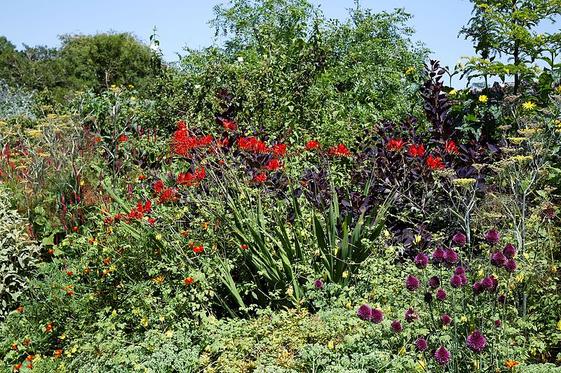 File:'Crocosmia × crocosmiiflora' Montbretia in Walled Garden border of Parham House, West Sussex, England 1.jpg