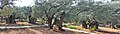 Оld Olive trees in the Garden of Gethsemane, 11.jpg