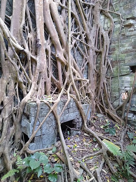 Banyan trees have overtaken the abandoned structures in Dengbian Village.