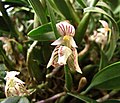 Bulbophyllum ambrosia