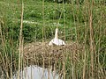 -2022-04-28 Nesting Swan, River Mun, Gimingham, Norfolk.JPG