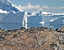 Gentoo penguins on the Antarctic Peninsula 00 0018 Breeding colony of Gentoo Penguins (Antarctica).jpg