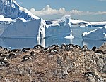 00 0018 Breeding colony of Gentoo Penguins (Antarctica).jpg