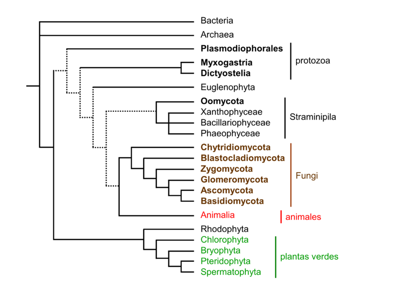 File:01 01 filogenia de hongos - simplificada (M. Piepenbring).png