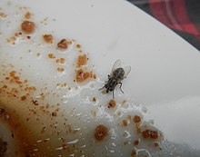 Housefly lapping up food from a plate 07682jfFood cuisine dishes Baliuag, Bulacanfvf 18 (cropped).jpg