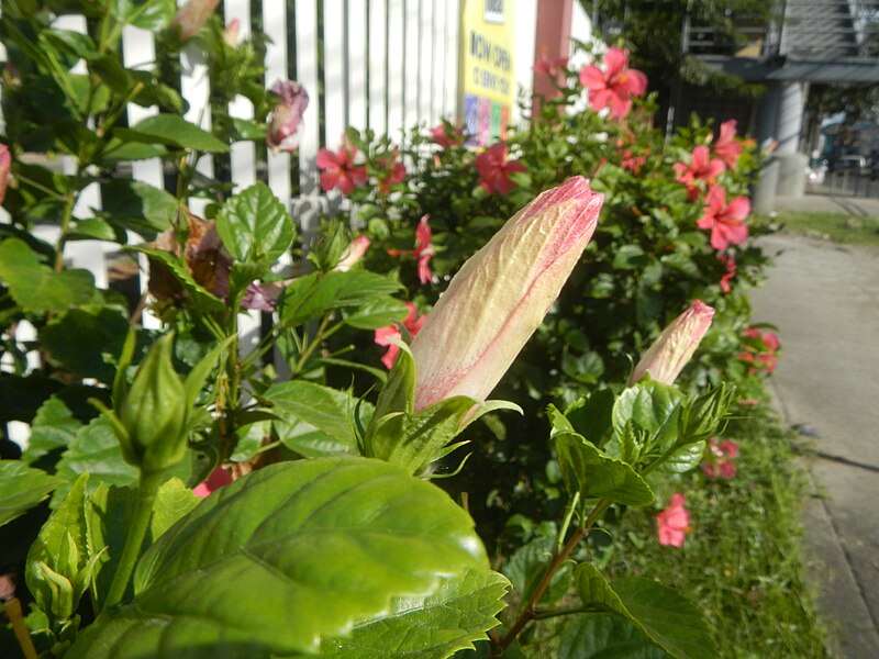 File:0985jfHibiscus rosa sinensis Linn White Pinkfvf 21.jpg