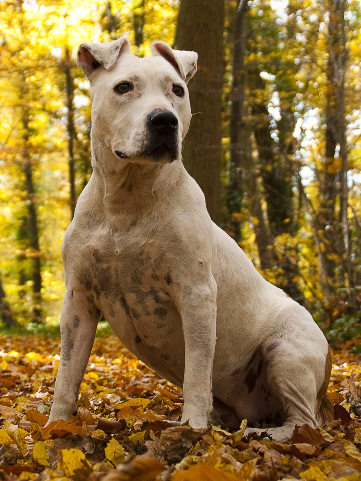 American Staffordshire Terrier Wikipedia