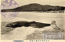 Landed humpback whale on Nan Wan Bay nearby Cape Eluanbi in Hengchun during Japanese colonial days in 1920s 1920sTai Wan Ri Zhi Shi Qi Heng Chun E Luan Bi Da Ban Lei Bu Lao Jing Yu Whale near the beach of Cape Eluanbi, Hengchun, TAIWAN.jpg