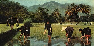 Rice was domesticated in China, some 13,500 to 8,200 years ago. 1962-05 1962Nian Hai Nan Dao Le Dong Xian Li Zu Min Zhong Cha Yang .jpg