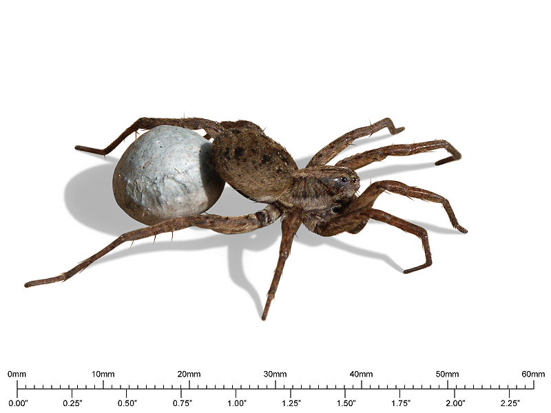 File:20071030 Wolf Spider Carrying Egg Sac (Masked+Scale).jpg