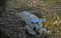 2008-03-12 White GSD pup swimming in hydrophytes.jpg