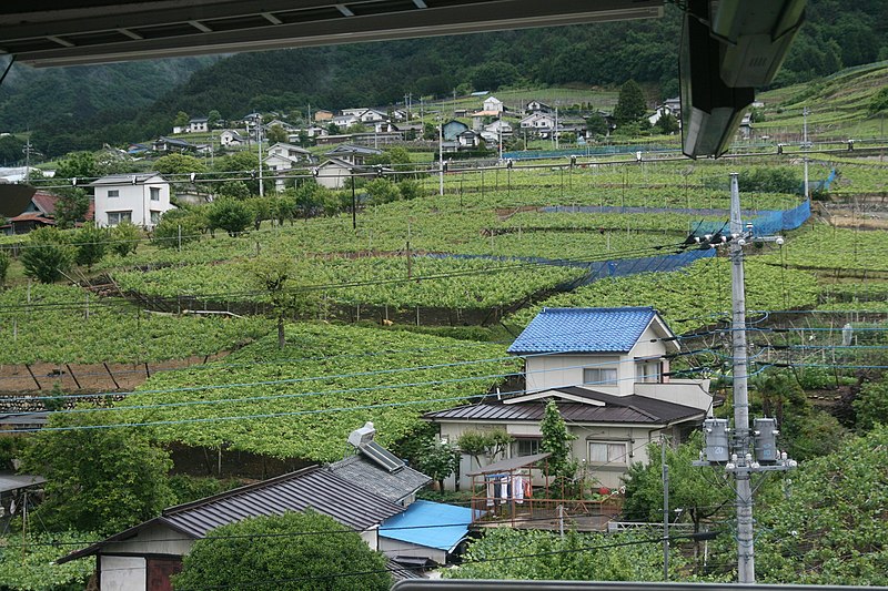File:2008-05-31 Vineyards and houses near Kofu.jpg