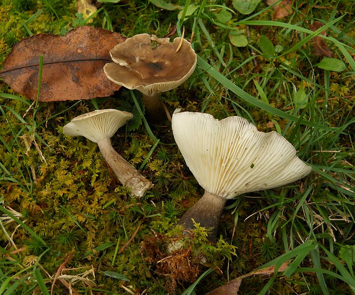 File:2011-09-28 Ampulloclitocybe clavipes (Pers.) Redhead, Lutzoni, Moncalvo & Vilgalys 171435.jpg