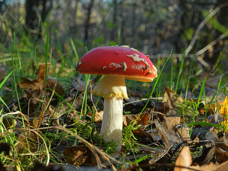 File:2012-10-25 15-53-23-Amanita-muscaria.jpg