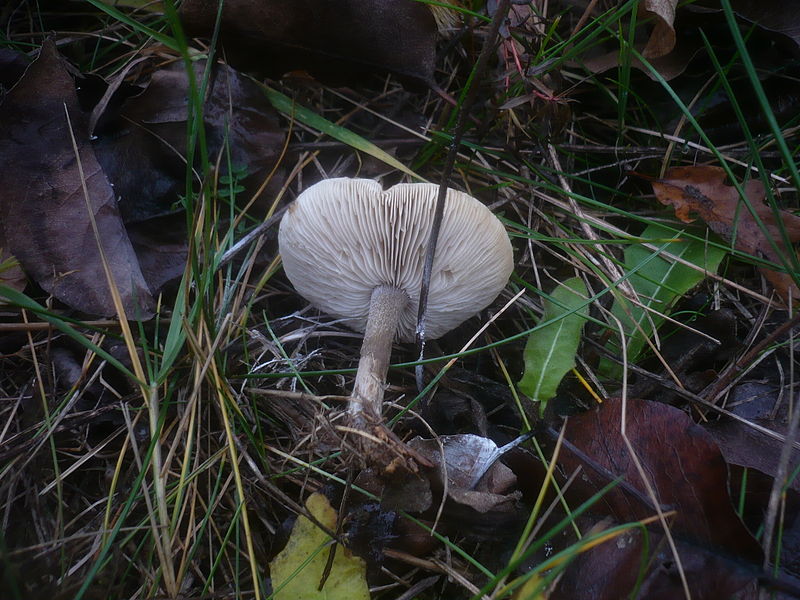 File:2012-11-23 Melanoleuca polioleuca (Fr.) Kühner & Maire 325933.jpg