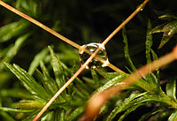 Goutte d'eau sur de la mousse.