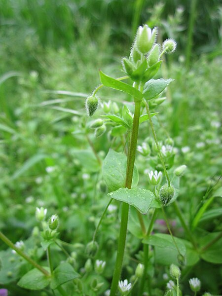 File:20130503Stellaria media2.jpg