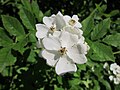 Rosa multiflora (Vielblütige Rose)