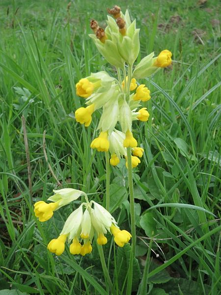 File:20170416Primula veris3.jpg