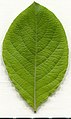 * Nomination Salix caprea. Leaf adaxial side. --Knopik-som 23:10, 12 September 2021 (UTC) * Promotion  Support Good quality. --Steindy 00:07, 13 September 2021 (UTC)