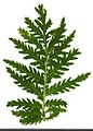 * Nomination Tanacetum vulgare. Leaf adaxial side. --Knopik-som 02:12, 12 October 2021 (UTC) * Promotion  Support Good quality -- Johann Jaritz 02:51, 12 October 2021 (UTC)