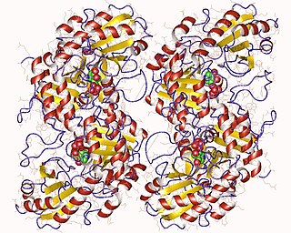 Cystathionine gamma-synthase
