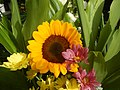 6272Flowers of the Philippines 09.jpg