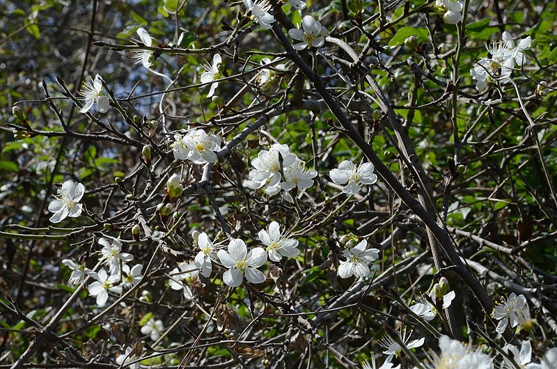 File:80832 flowering of bear plum PikiWiki Israel.jpg