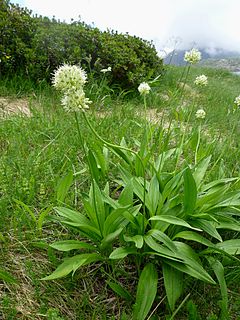 <i>Allium victorialis</i> species of plant