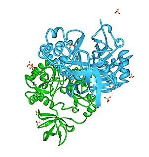 Aminomethyltransferase Protein-coding gene in the species Homo sapiens