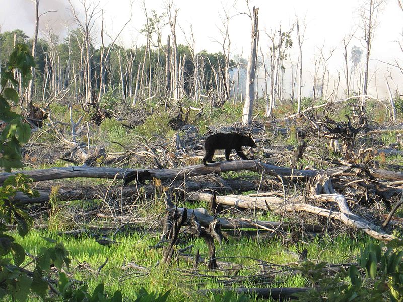 File:A black bear and cub travel.jpg