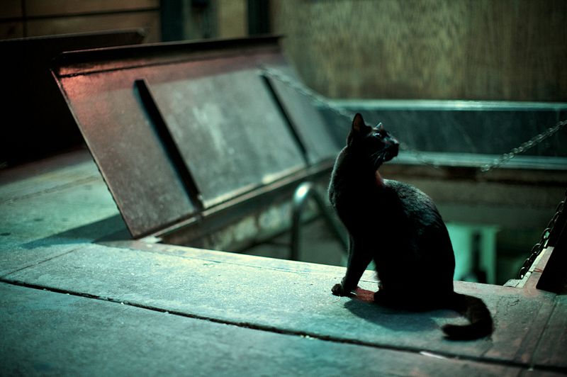 File:A ctray black cat.jpg
